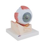 Eye Model, 5x magnified, 7 part - 3B Smart Anatomy