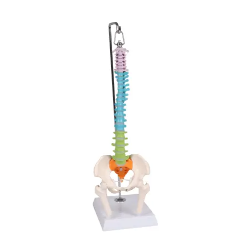 Flexible Miniaturwirbelsäule, didaktisch