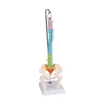 Flexible Miniaturwirbels&auml;ule, didaktisch