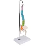 Flexible Miniaturwirbels&auml;ule, didaktisch
