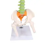 Flexible Miniaturwirbelsäule, didaktisch