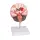 Brain Pathologies