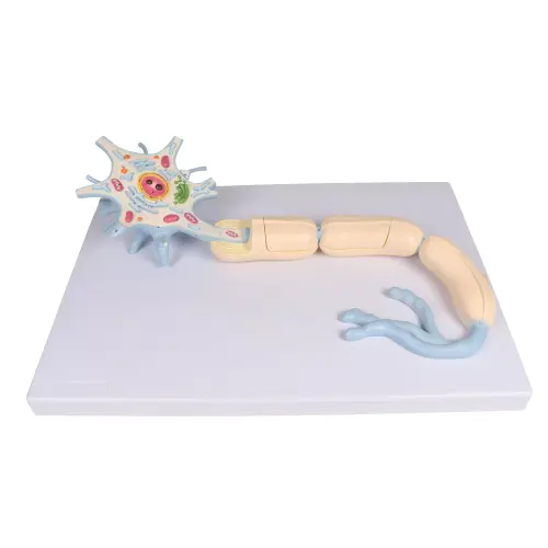 Neuron, 3000 times size, 2-part