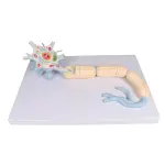 Neuron, 3000 times size, 2-part