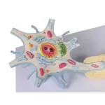 Neuron, 3000 times size, 2-part
