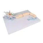 Neuron, 3000 times size, 2-part