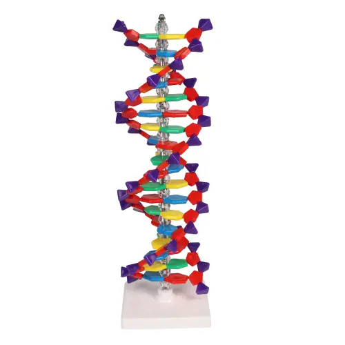 DNA double helix