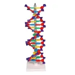 DNA double helix