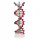 DNA double helix