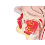 Mouth and pharynx cross-section model