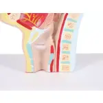 Mouth and pharynx cross-section model