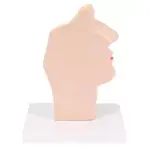 Mouth and pharynx cross-section model