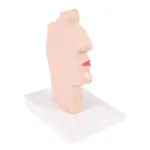 Mouth and pharynx cross-section model