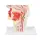 Mouth and pharynx cross-section model