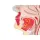Mouth and pharynx cross-section model
