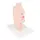 Mouth and pharynx cross-section model