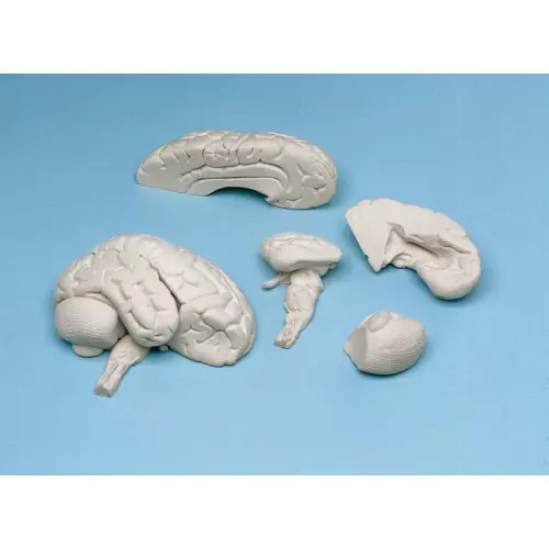 Soft Brain, 8 parts