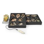 Hunde Echokardiographie Kit