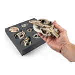Hunde Echokardiographie Kit