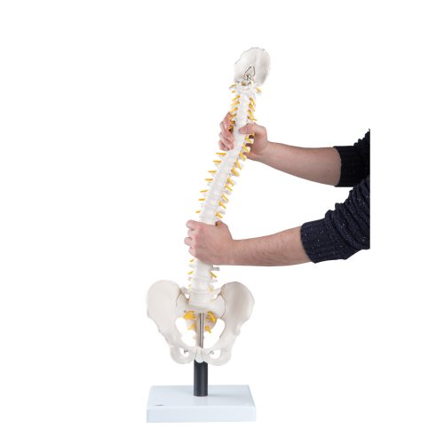 Spine Model, Flexible with Soft Intervertebral Discs - 3B Smart Anatomy