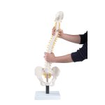 Spine Model, Flexible with Soft Intervertebral Discs - 3B...