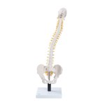 Spine Model, Flexible with Soft Intervertebral Discs - 3B Smart Anatomy