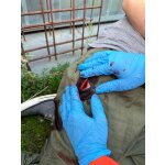 Wound moulage protruding small intestines