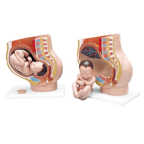 Pregnancy Pelvis Model in Median Section with Removable Fetus (40 weeks), 3 part - 3B Smart Anatomy