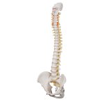 Spine Model for heavy usage, Flexible - 3B Smart Anatomy