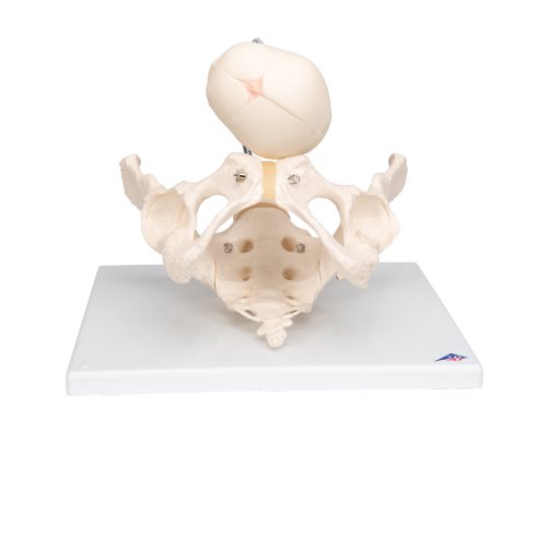 Becken-Modell zur Demonstration der Geburt - 3B Smart Anatomy