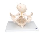 Pelvis Skeleton Model with Fetal Skull for Childbirth...