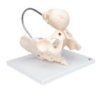 Pelvis Skeleton Model with Fetal Skull for Childbirth Demonstration - 3B Smart Anatomy