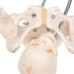Becken-Modell zur Demonstration der Geburt - 3B Smart Anatomy
