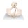 Pelvis Skeleton Model with Fetal Skull for Childbirth Demonstration - 3B Smart Anatomy