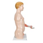 Torso Model, Dual Sex with Muscle Arm, 33 part - 3B Smart Anatomy