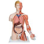 Torso Model, Dual Sex with Muscle Arm, 33 part - 3B Smart Anatomy