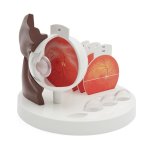 Pathological Eye Model - 3B Smart Anatomy