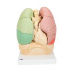 Segmented Lung Model - 3B Smart Anatomy