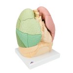 Lungen-Modell Segmentiert - 3B Smart Anatomy