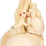 Lungen-Modell Segmentiert - 3B Smart Anatomy