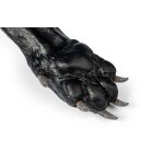Canine claw trimming paw