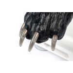Canine claw trimming paw