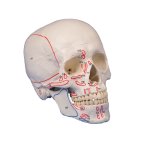 Skull model, 3 parts, with muscle marking