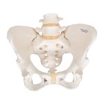 Pelvic Skeleton Model, Female - 3B Smart Anatomy