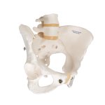Becken-Skelett-Modell, weiblich - 3B Smart Anatomy