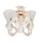 Becken-Skelett-Modell, weiblich - 3B Smart Anatomy
