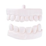 Dentures for patient care manikins  P10 and P11