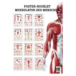 Miniposter Booklet - Muskulatur (MPB02)