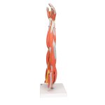 Muscle Arm Model, 3/4 Life-Size, 6 part - 3B Smart Anatomy