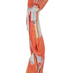 Armmuskel-Modell, 6-tlg - 3B Smart Anatomy